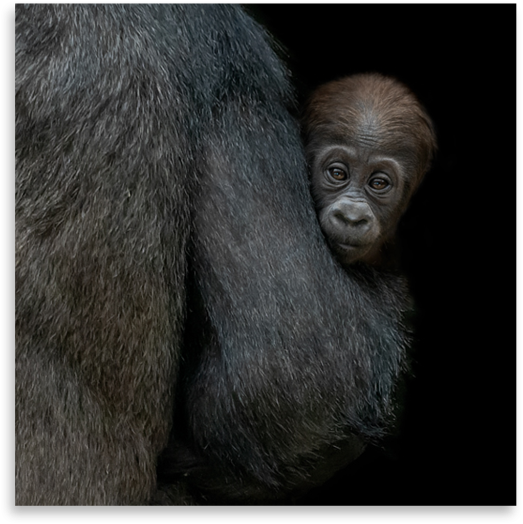 Gorilla portrait fine art wildlife photography – Pedro Jarque