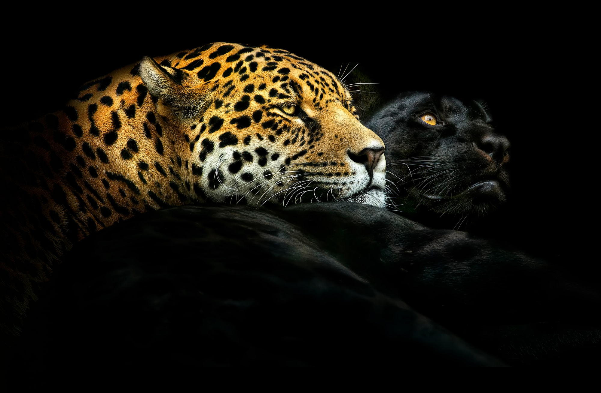 Jaguars portrait fine art wildlife photography – Pedro Jarque