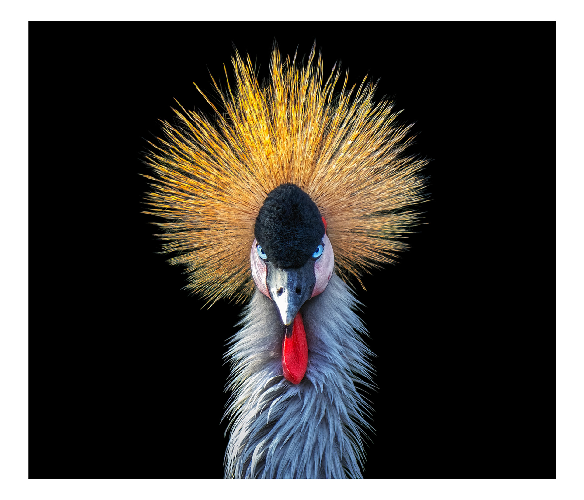 Grey crowned crane portrait fine art photography – Pedro Jarque