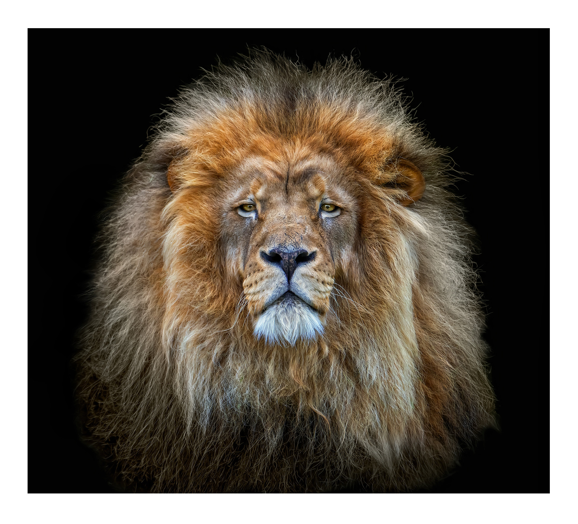 Lion portrait fine art photography – Pedro Jarque