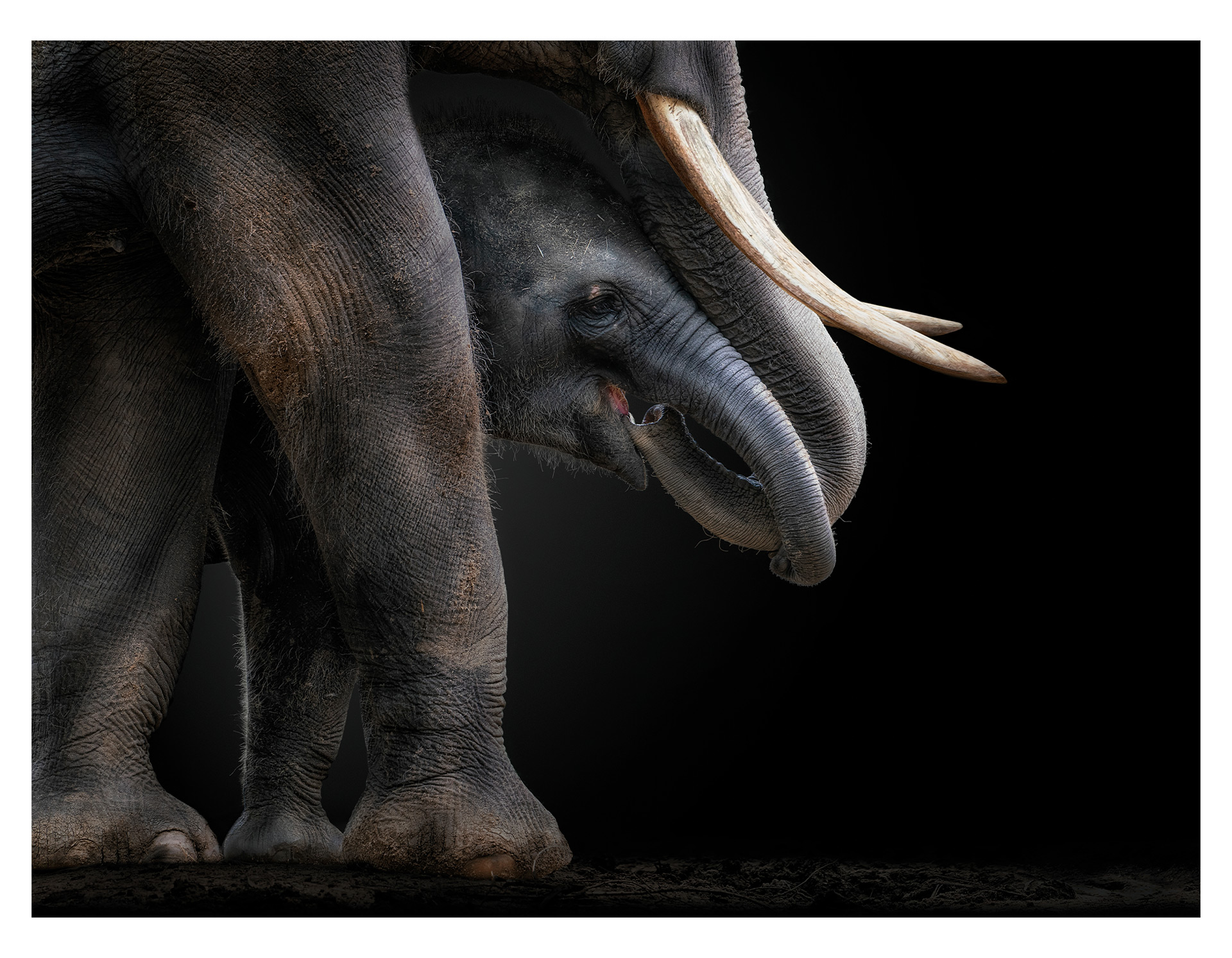 Elephants fine art wildlife photography – Pedro Jarque