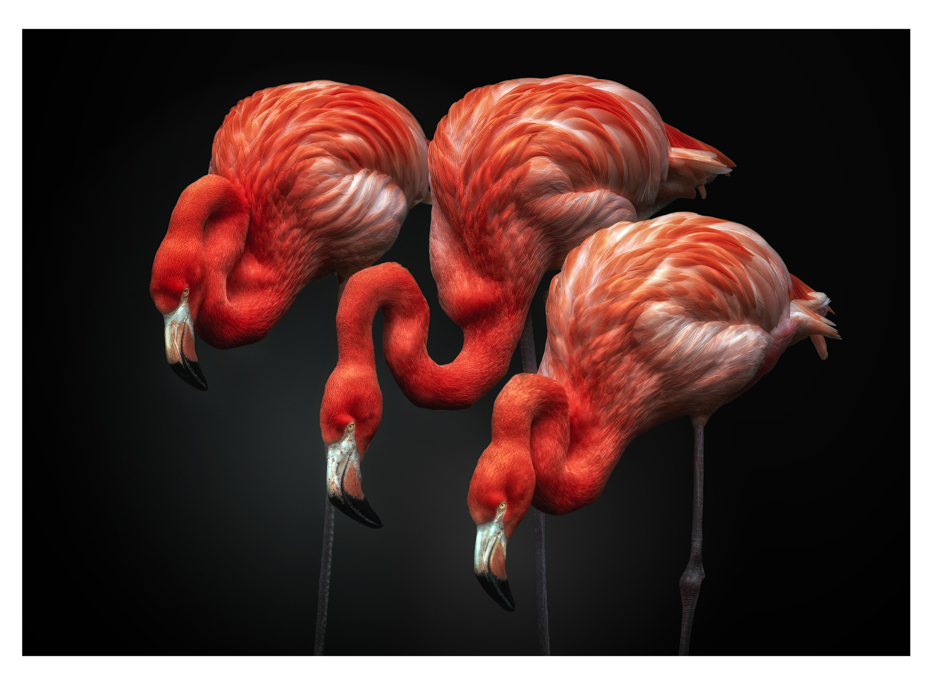 Flamingo fine art wildlife photography – Pedro Jarque