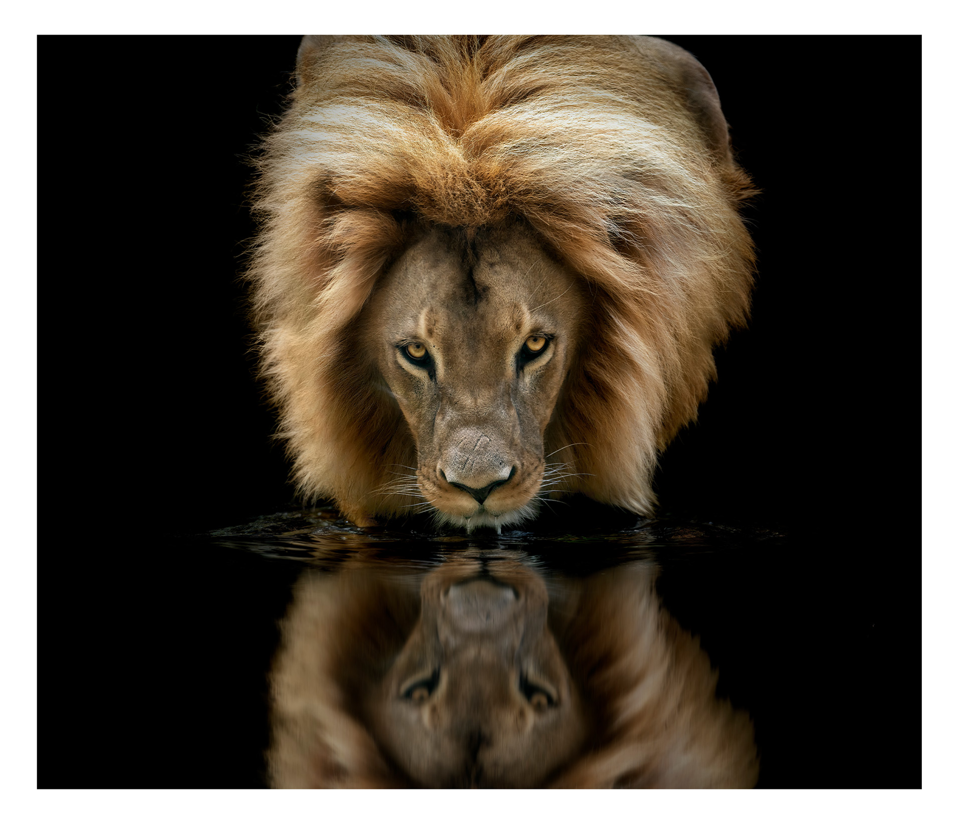 African lion reflection fine art photography – Pedro Jarque