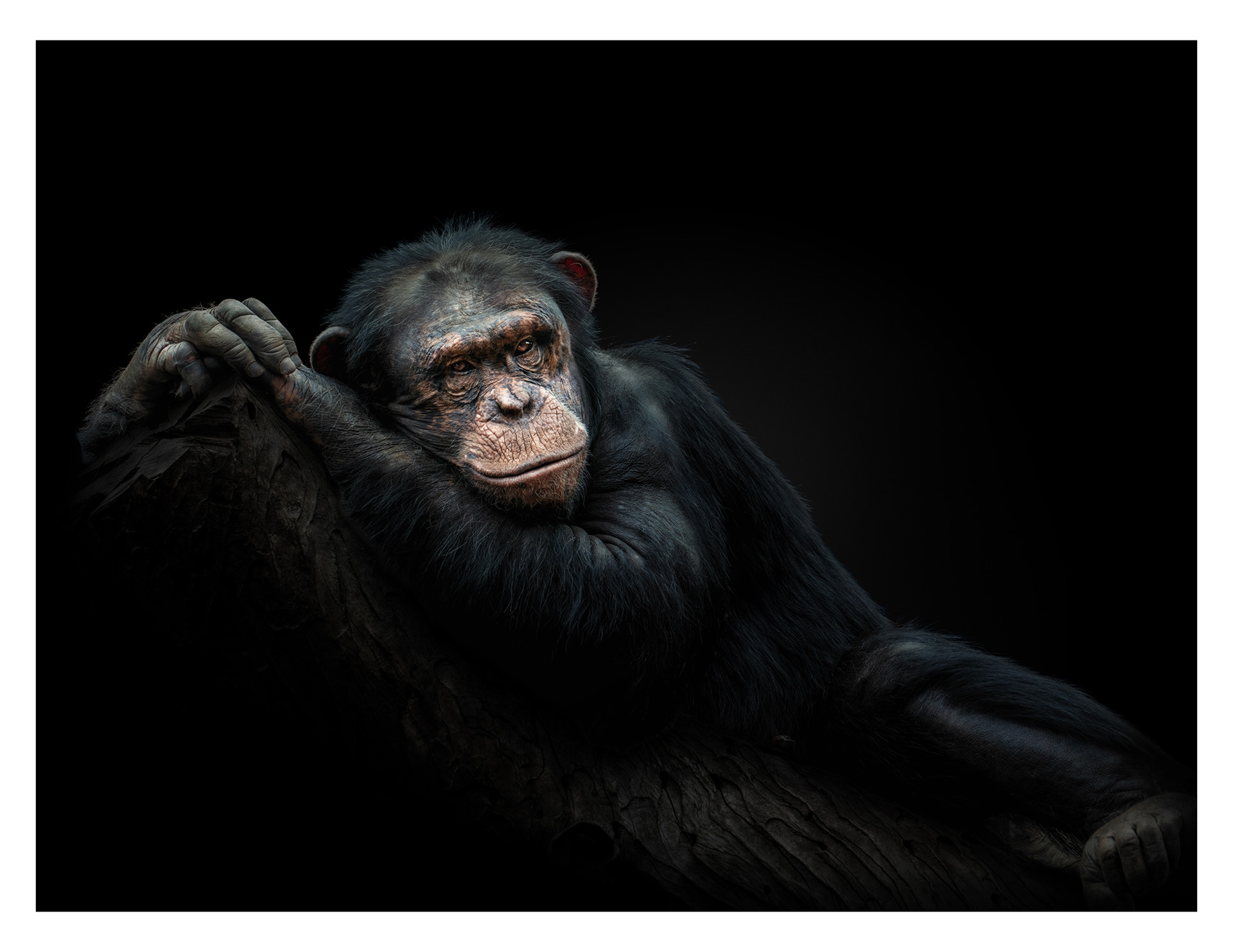 Chimpanzee portrait fine art photography – Pedro Jarque