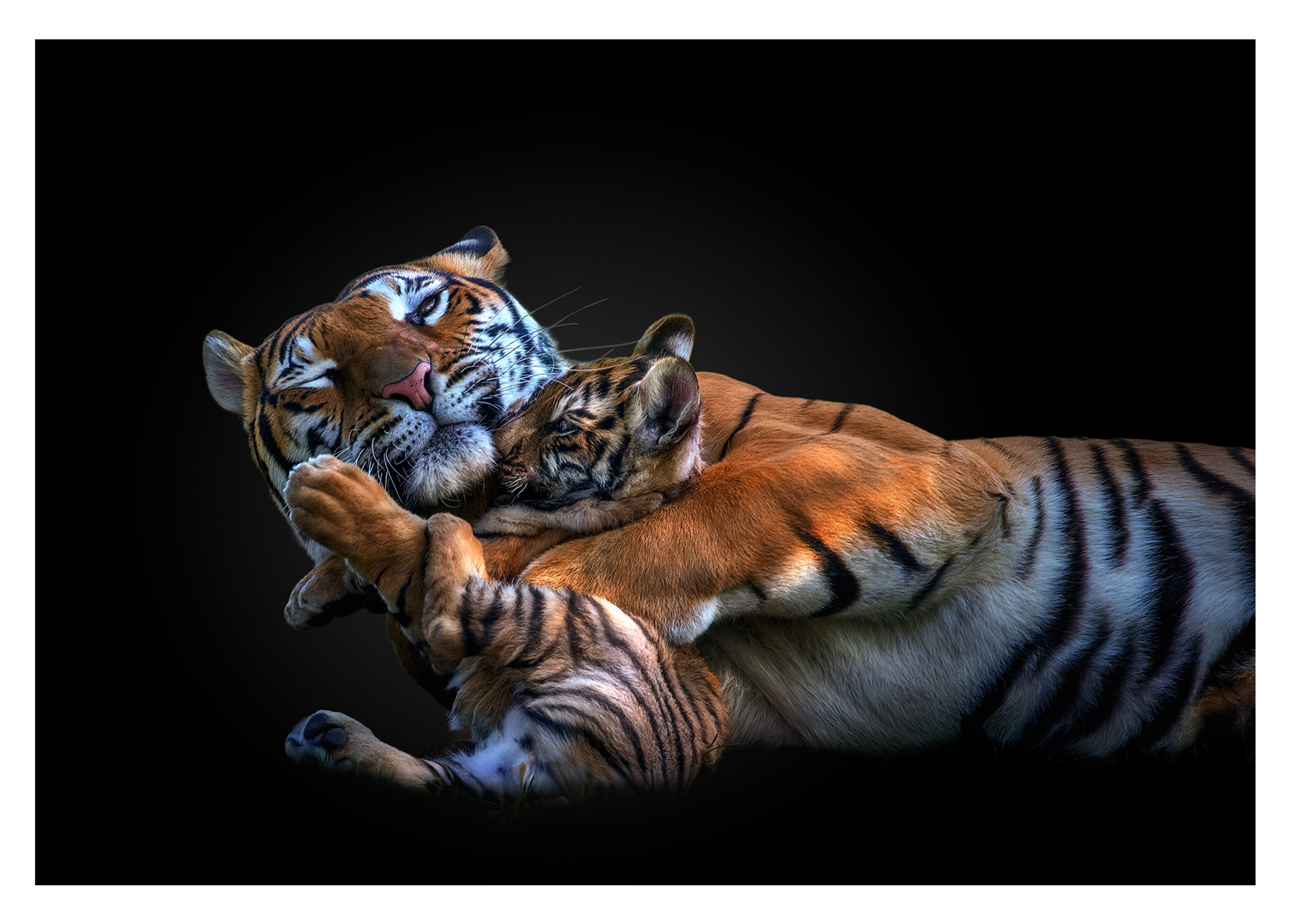 Siberian tigers fine art wildlife photography – Pedro Jarque