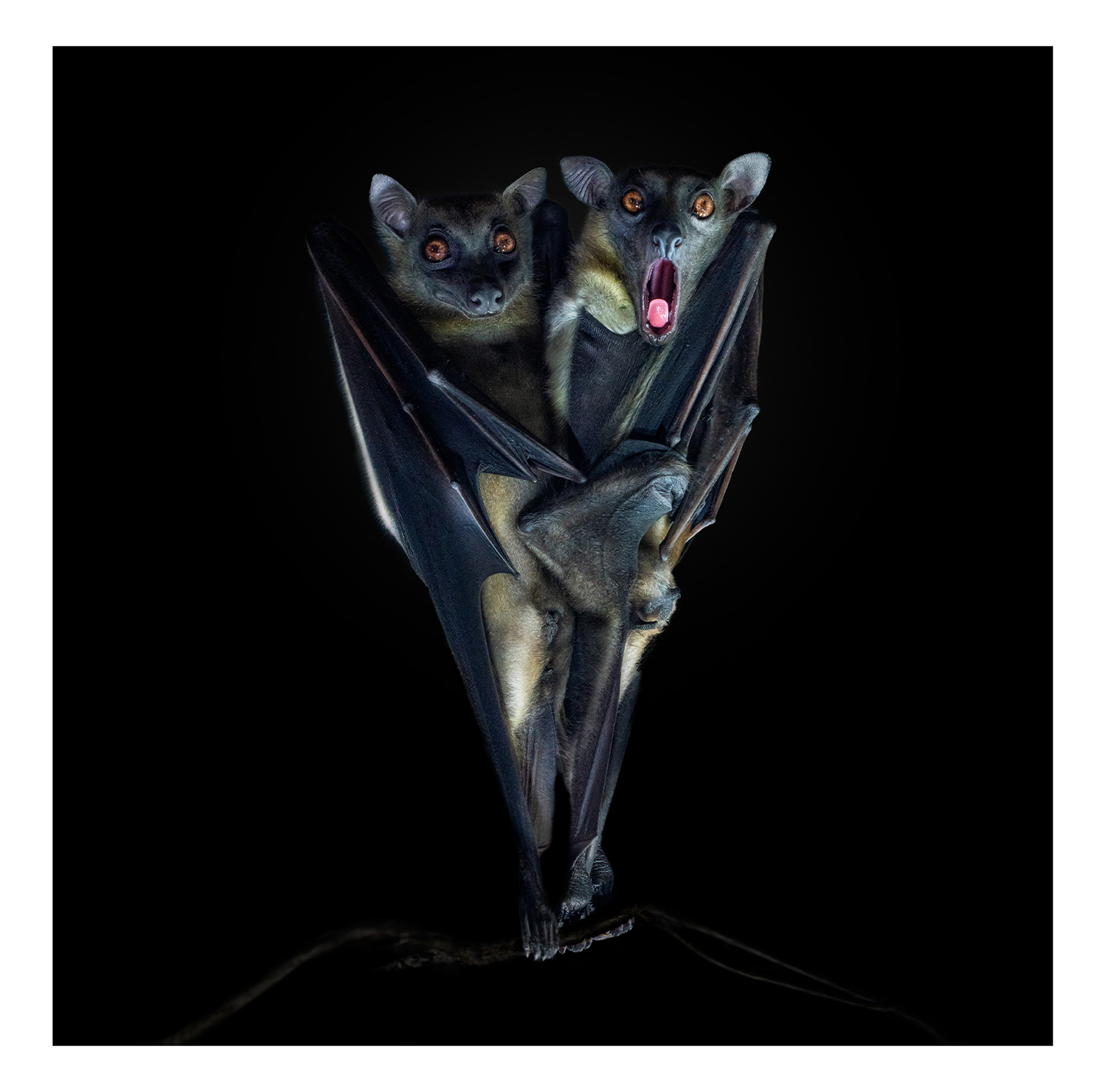 Flying fox fine art wildlife photography – Pedro Jarque