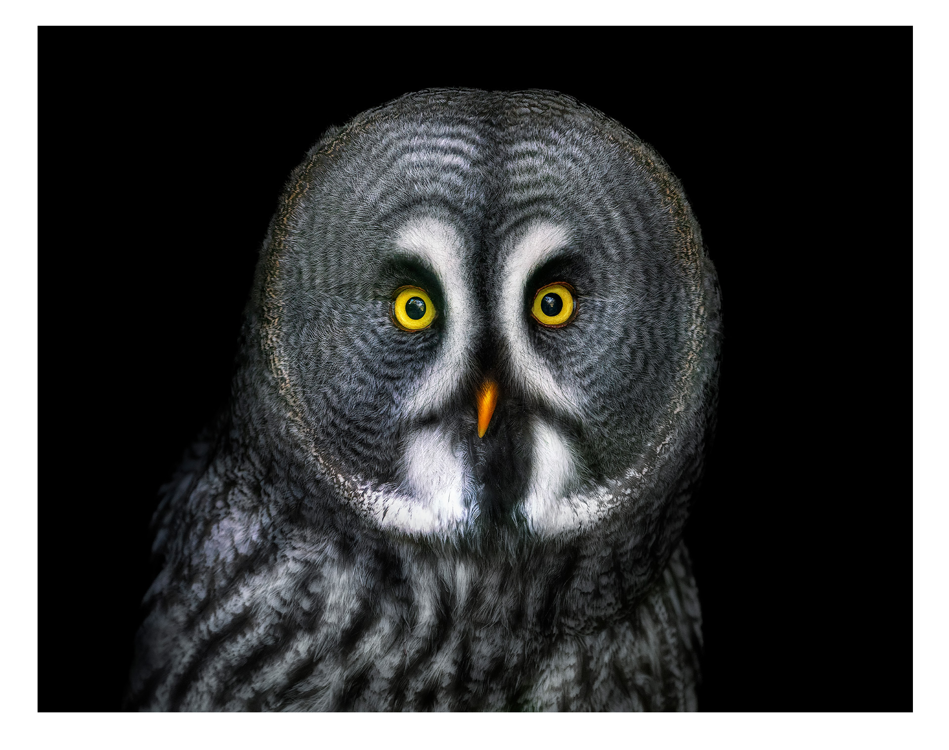 Great grey owl portrait fine art photography – Pedro Jarque