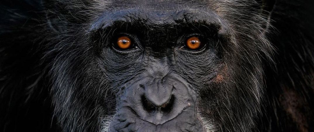 Close portrait of a chimpanzee looking directly at the viewer, photographed by Pedro Jarque Krebs