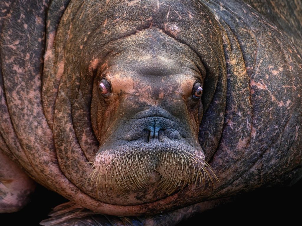Walrus portrait by Pedro Jarque Krebs.